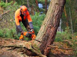 Best Lawn Disease Treatment  in Shenandoah, VA
