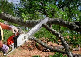Best Grass Overseeding  in Shenandoah, VA