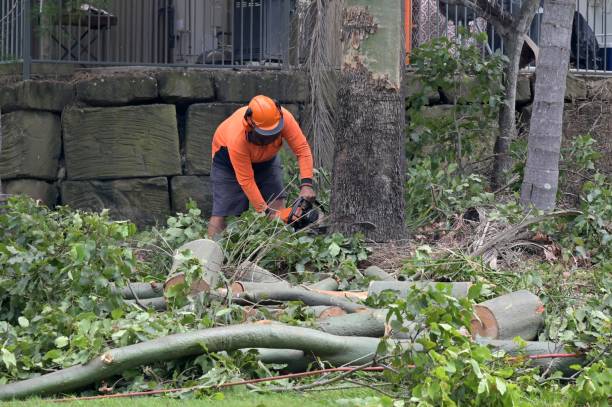 Shenandoah, VA Tree Services Company