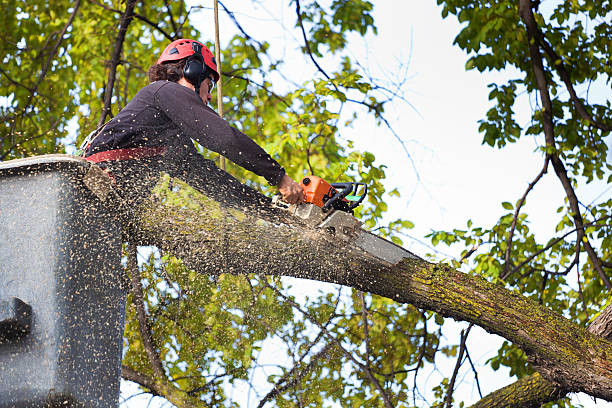Best Seasonal Cleanup (Spring/Fall)  in Shenandoah, VA