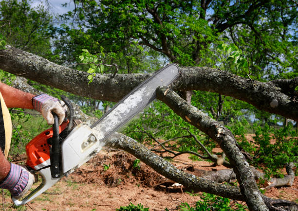 How Our Tree Care Process Works  in  Shenandoah, VA